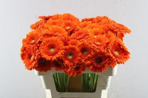 Gerbera mini 'Dorito'