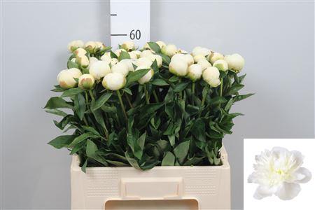 Paeonia Lactiflora Grp 'Duchesse de Nemours'