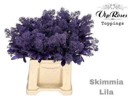 Skimmia per bos overig kleurbehandeld H%