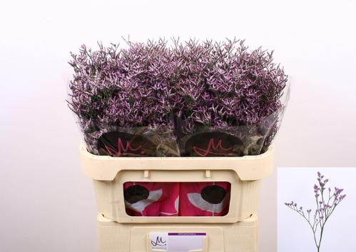 Limonium Safora Lilac