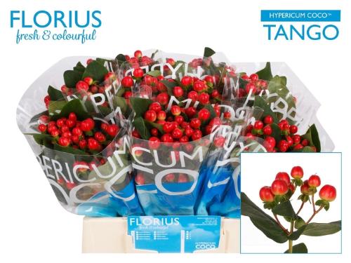 Hypericum Coco Tango