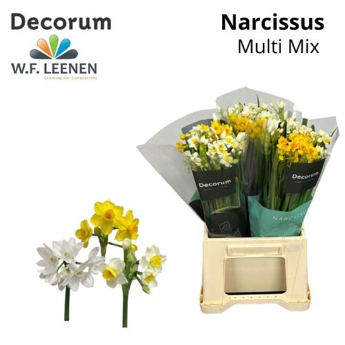 Narcissus met blad overig