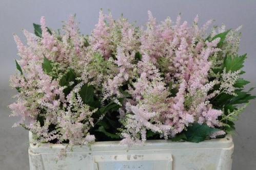 Astilbe Japonica Grp 'Europa'