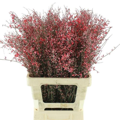 Genista kleurbehandeld H%