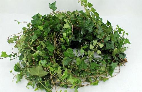 Hedera helix (blad)