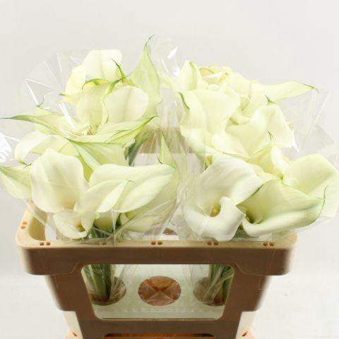 Zantedeschia 'Captain Ventura'