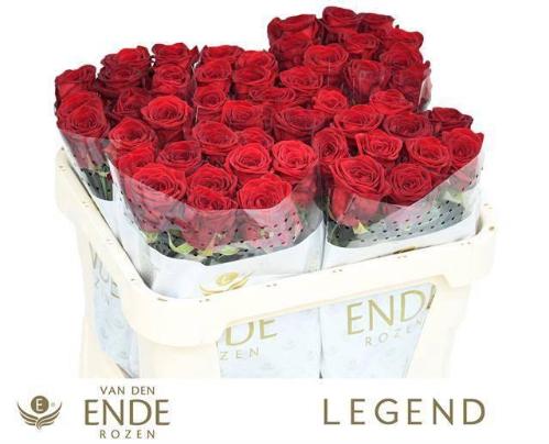 Rosa grootbloemig Red Naomi!