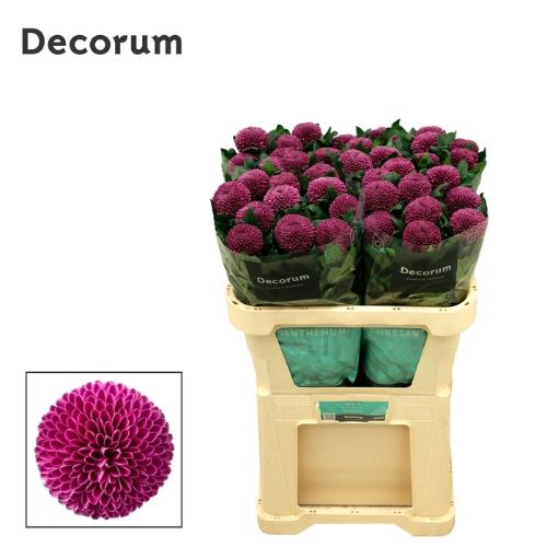 Chrysanthemum (Indicum Grp) geplozen Roxo