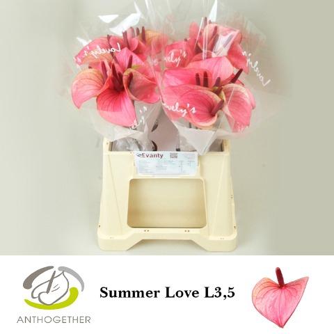 Anthurium Andreanum Grp Summer Love
