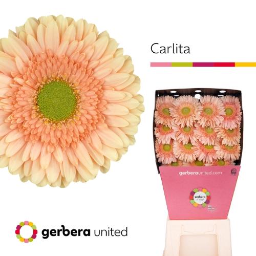 Gerbera grootbloemig Carlita