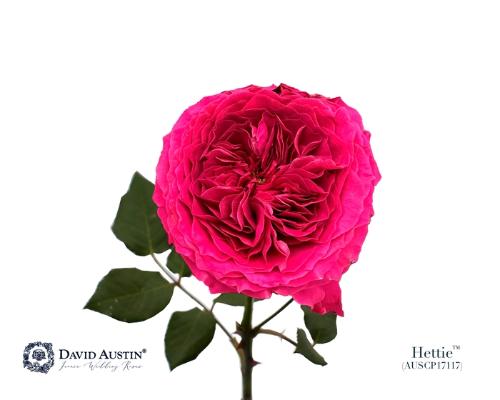 Rosa grootbloemig overig