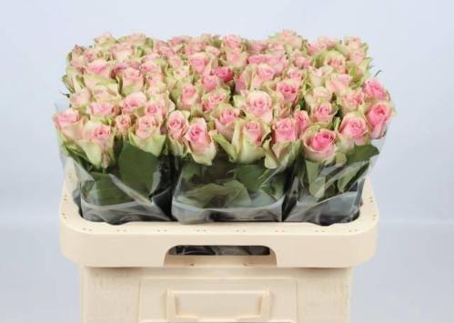 Rosa grootbloemig Belle Rose