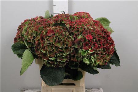 Hydrangea macrophylla Magical Opal (classic)