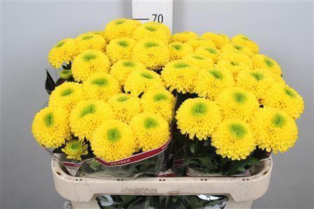 Chrysanthemum (Indicum Grp) geplozen Brasiliana