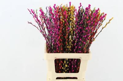 Salix kleurbehandeld H%