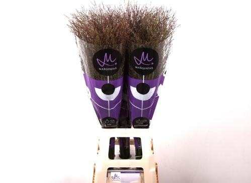 Panicum virgatum 'Warrior'