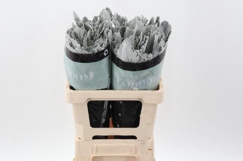 Senecio cineraria 'Silver Lagoon'