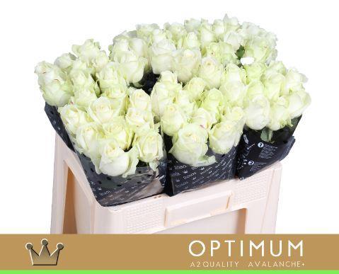 Rosa grootbloemig Avalanche+