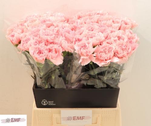 Dianthus standaard Pink Montezuma