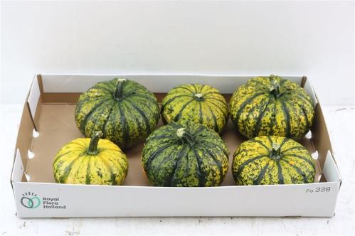 Cucurbita pepo