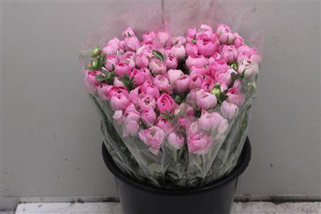 Ranunculus asiaticus 'Elegance Pink'