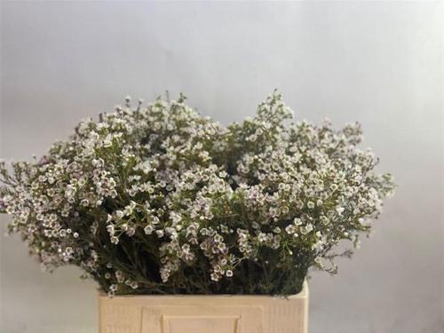 Chamelaucium 'Blondie'