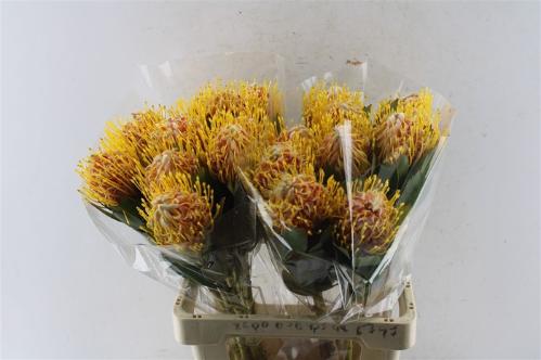 Leucospermum nutans 'Veldfire'