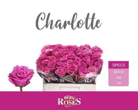 Rosa grootbloemig Tantau’s Charlotte