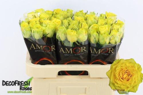 Rosa grootbloemig Sunchaser