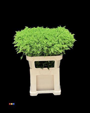Solidago kleurbehandeld H%