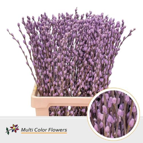Salix caprea 'Snow Flake' kleurbehandeld H%