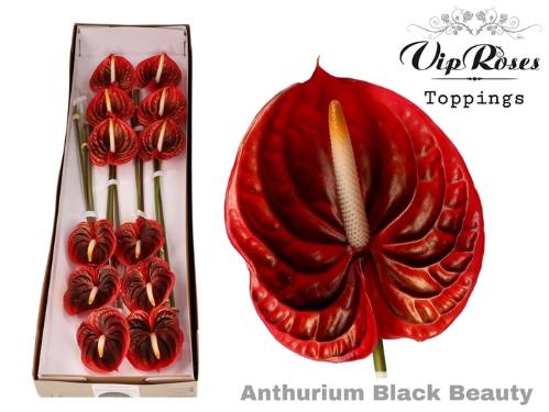 Anthurium Andreanum Grp kleurbehandeld H%