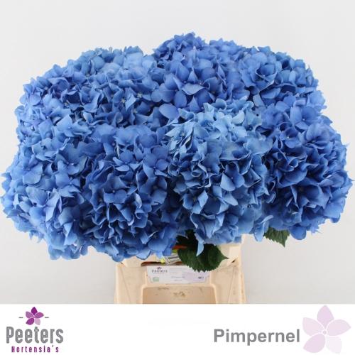 Hydrangea macrophylla 'Pimpernel'