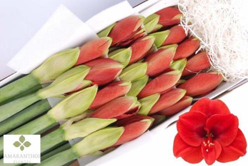 Hippeastrum Galaxy Grp 'Ferrari'