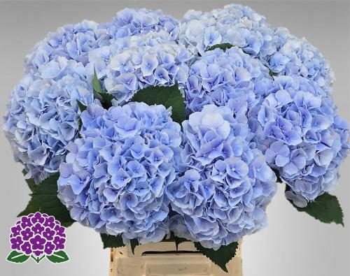 Hydrangea macrophylla 'Verena' (blauw)