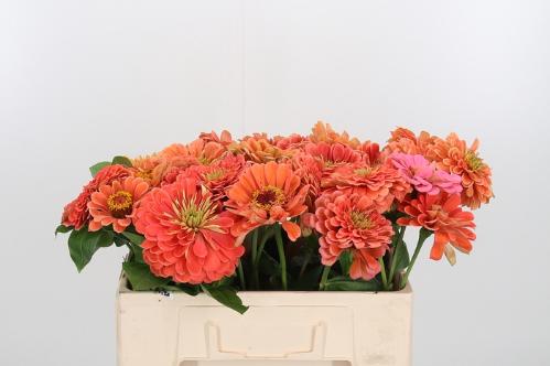 Zinnia elegans