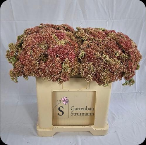 Sedum spectabile