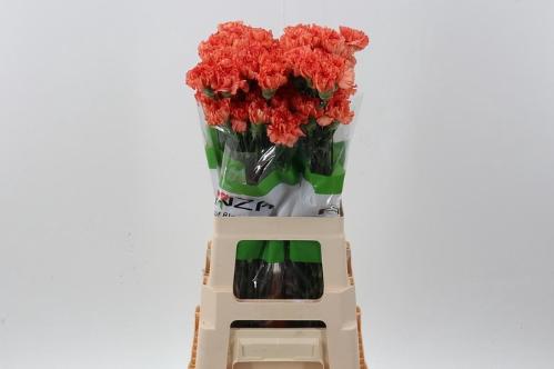 Dianthus standaard overig