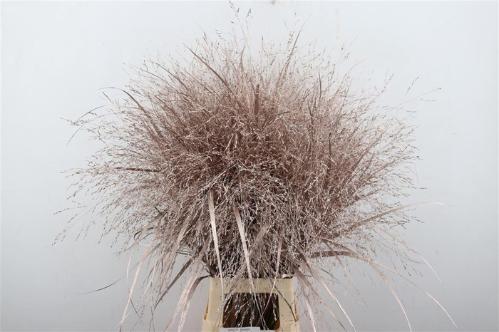 Snijbloemen overig kleurbehandeld H%