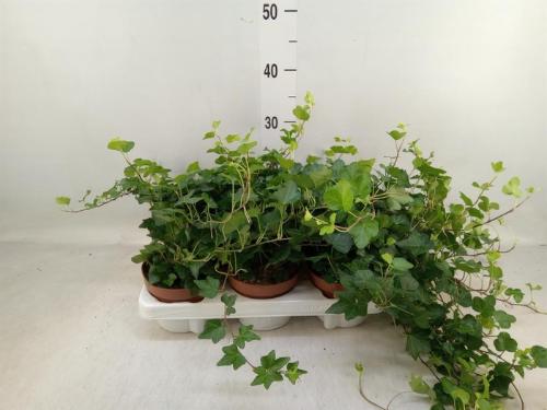 Hedera helix 'Wonder'