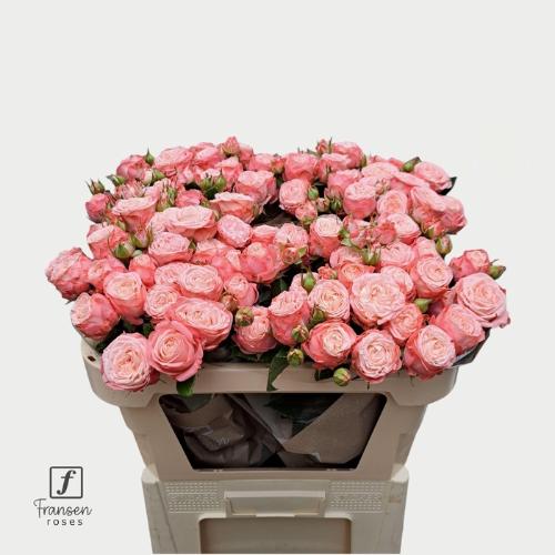 Rosa tros First Date