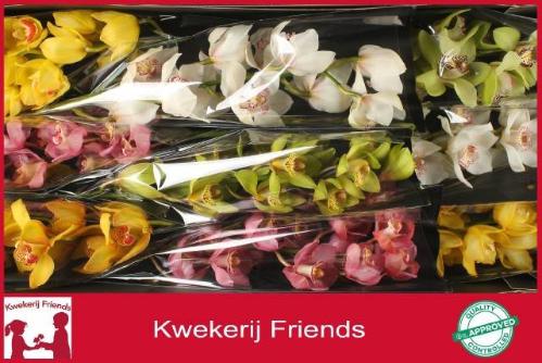 Cymbidium grootbloemig per tak gemengd