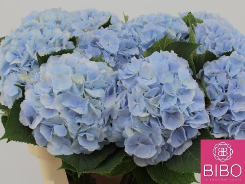 Hydrangea macrophylla 'Verena' (blauw)