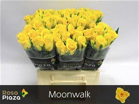 Rosa grootbloemig Moonwalk