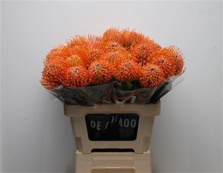 Leucospermum lineare Ayoba Peach