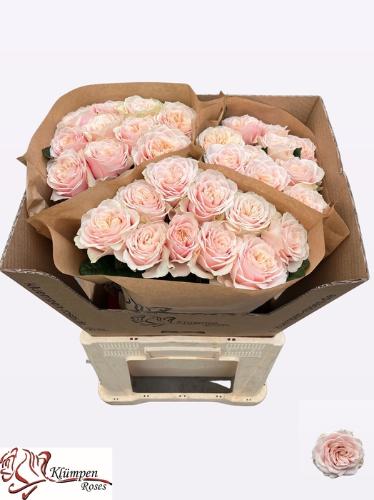 Rosa grootbloemig Love Fountain