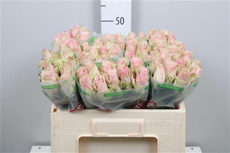 Rosa grootbloemig Pink Athena