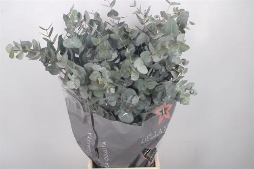 Eucalyptus per bos cinerea