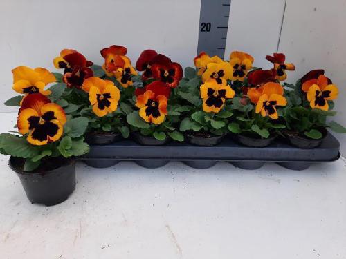 Viola x wittrockiana Delta F1 Fire Surprise