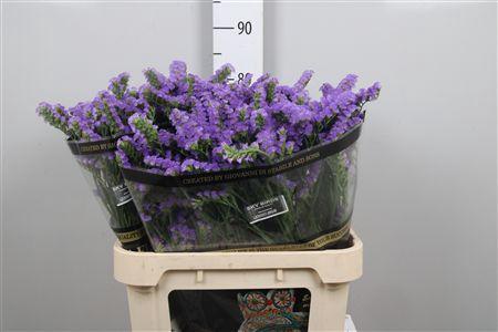Limonium sinuatum 'Sky Birds'